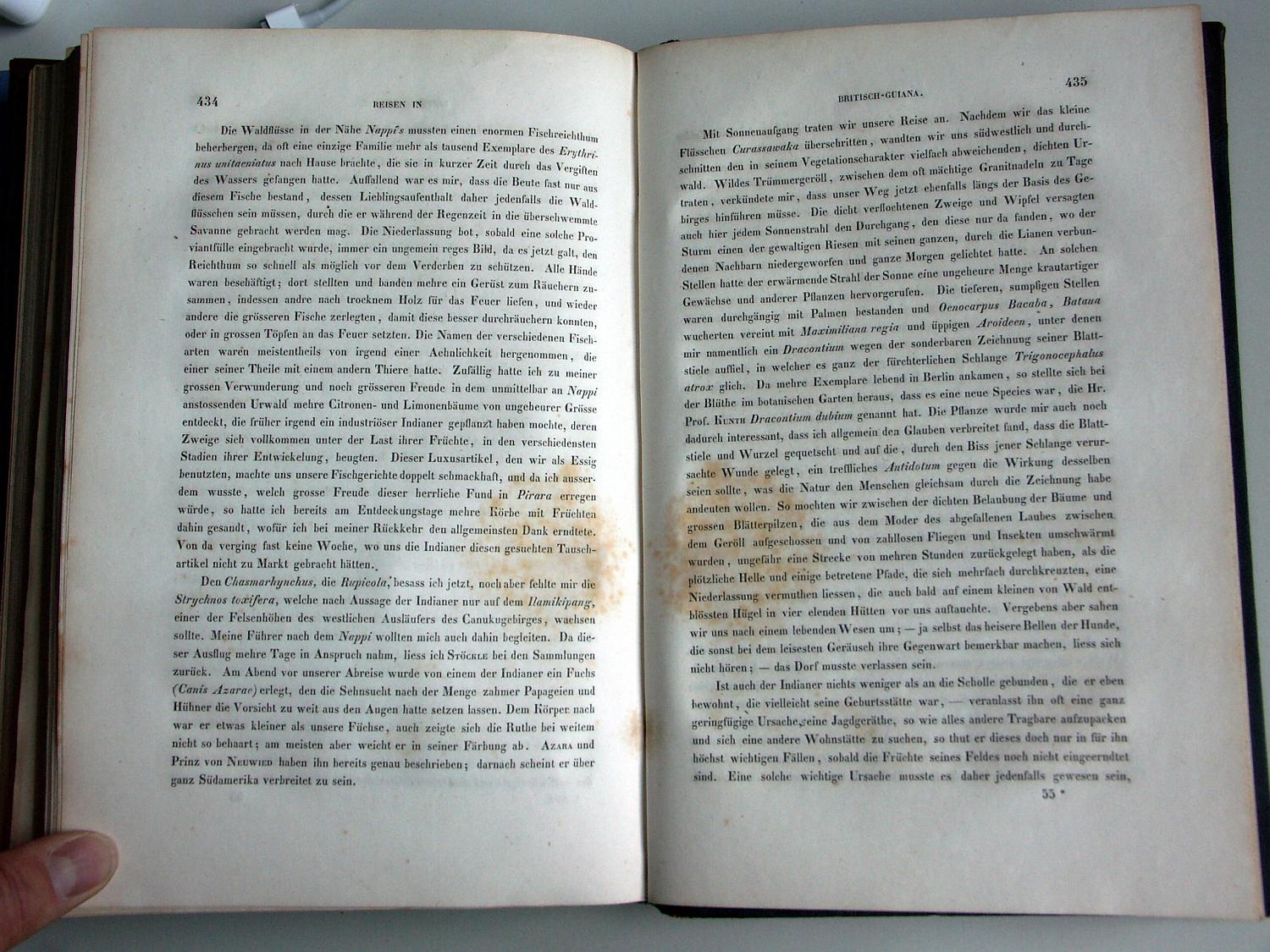 ZZ-RISC47,S.434 Zitronenbäume am Rio Nappi